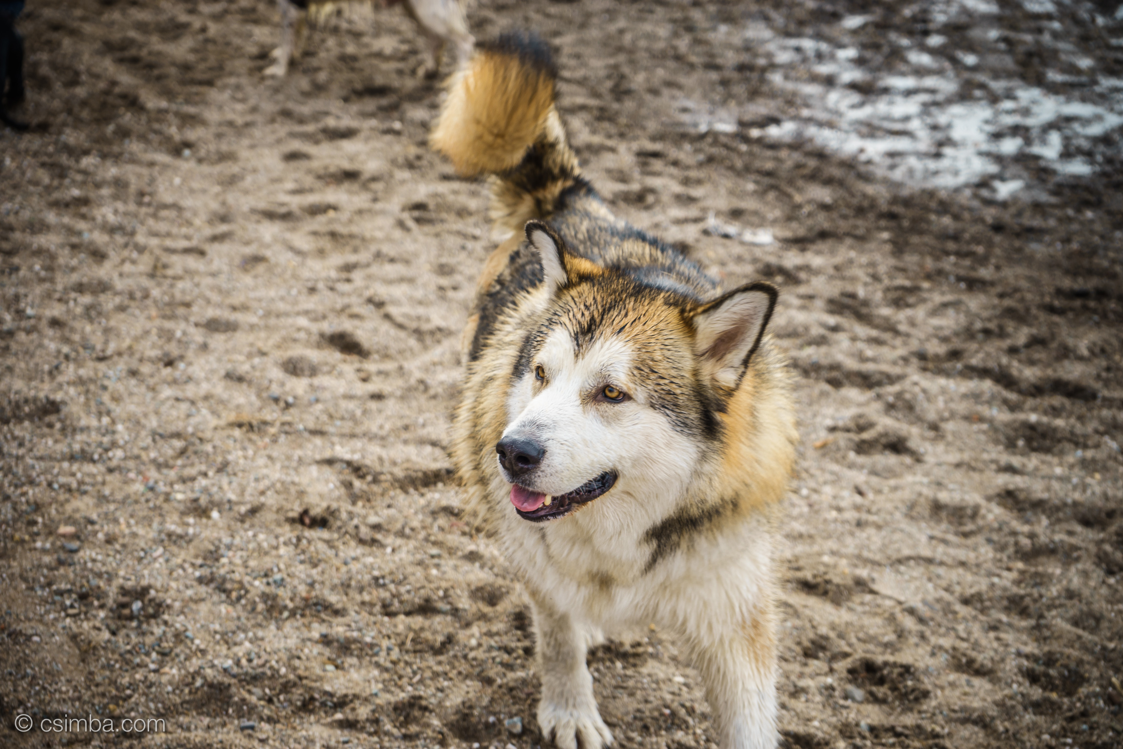 20160324-27 Scotland